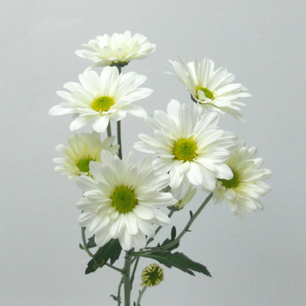 Marguerite Blanche